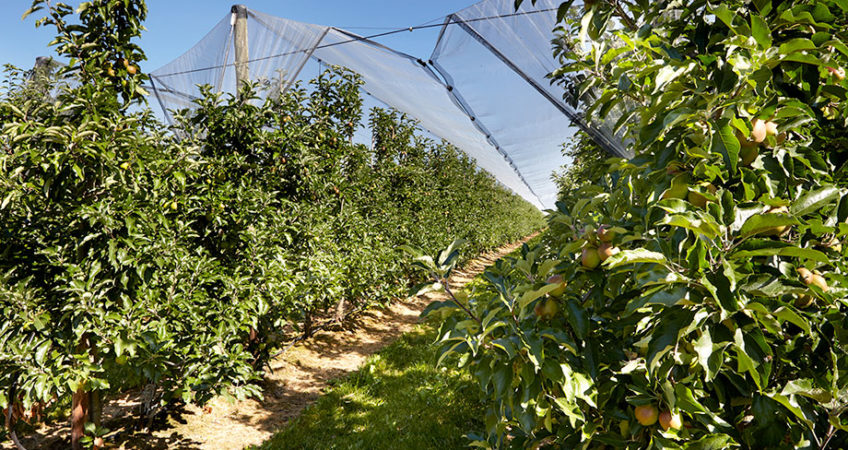 Ideale Bedingungen für den Obstanbau