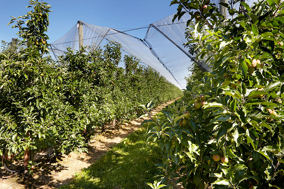 Ideale Bedingungen für den Obstanbau