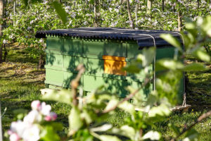 Bienen im Obstanbau Bienenstock