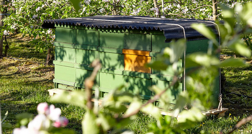 Bienen im Obstanbau Bienenstock