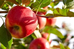 Lieblingsapfel Wellant