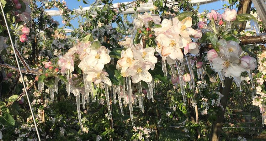 Milde Temperaturen im Winter und später Frost