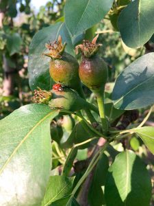 Nützlinge im Obstanbau