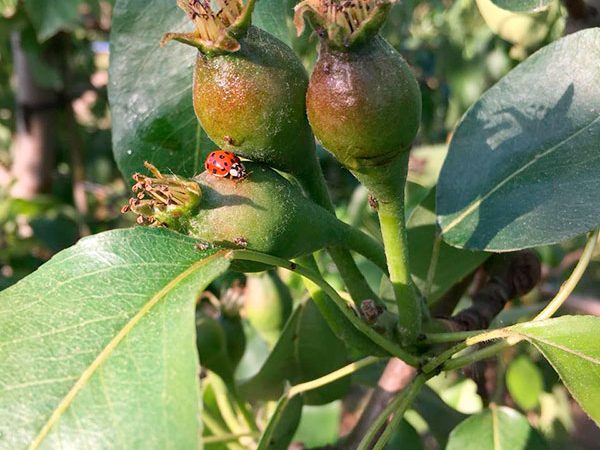 Nützlinge im Obstanbau