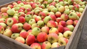Apfel Elstar - Bild einer Apfelkiste