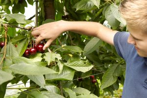 Frucht mit Tradition: Kirsche