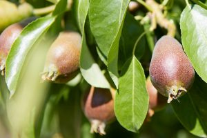 Birne Alexander Lucas